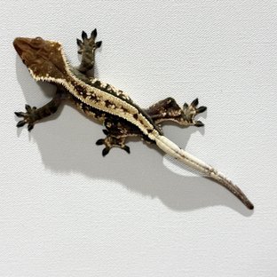 세이블 풀핀 핀스트라이프