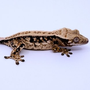 노멀 풀핀 드리피 쿼드 화이트스팟 화이트포트홀