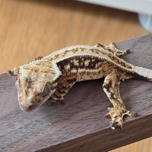 노멀 드리피 풀핀 화이트스팟 화이트포트홀 쿼드