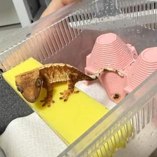 100%헷아잔틱 노멀 텐저린 트라이