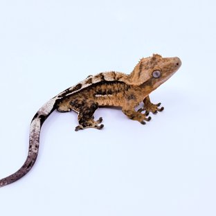 100%헷아잔틱 노멀 쿼드