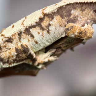 노멀 드리피 화이트 트라이