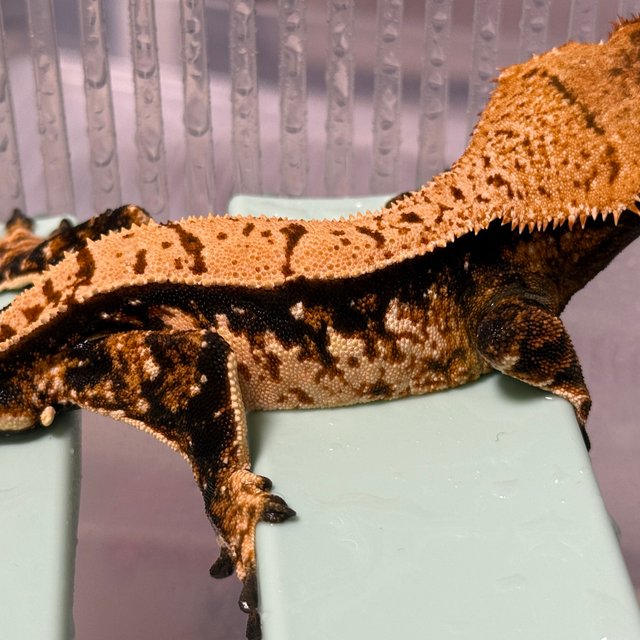 노멀 풀핀 화이트포트홀 텐저린 트라이