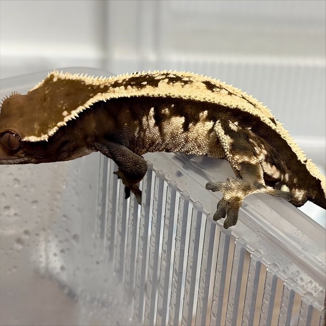 세이블 풀핀 핀스트라이프