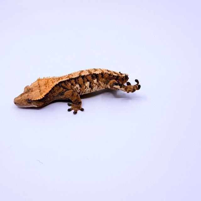 노멀 텐저린 트라이