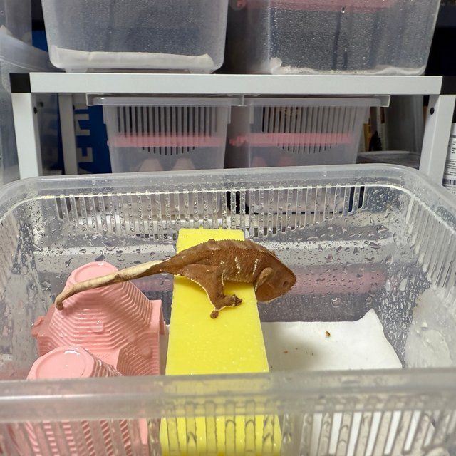 레드 바이 화이트포트홀