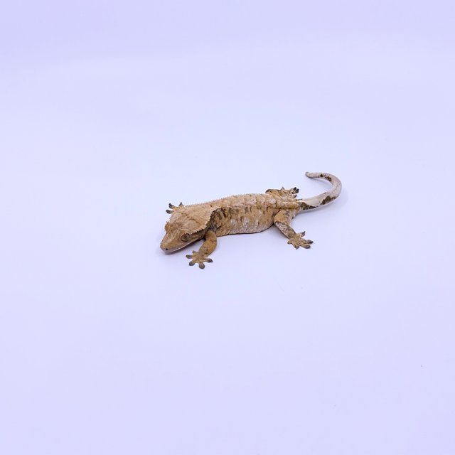 노멀 트라이 옐로우 화이트