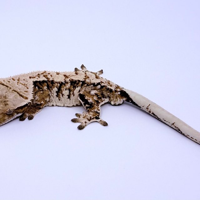 노멀 드리피 화이트포트홀 화이트스팟 트라이