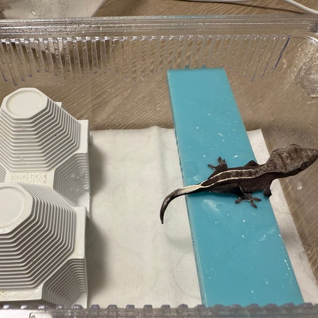 아잔틱 화이트핀