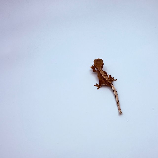 100%헷아잔틱 노멀 트라이