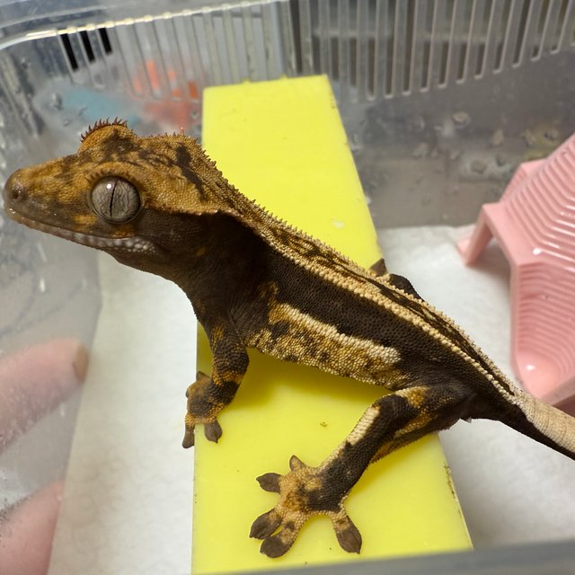 엠티백 핀스트라이프 쿼드