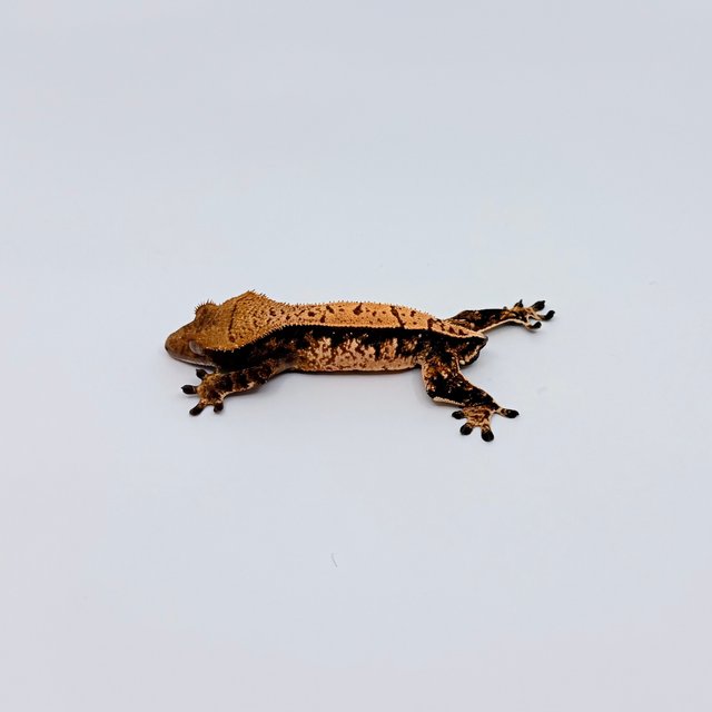 노멀 풀핀 화이트포트홀 텐저린 트라이