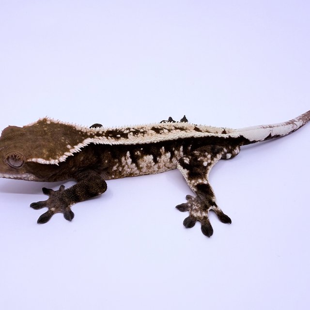 세이블 풀핀 핀스트라이프