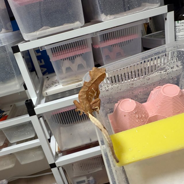 레드 바이 화이트포트홀