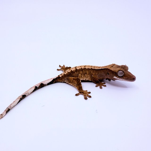 100%헷아잔틱 노멀 트라이