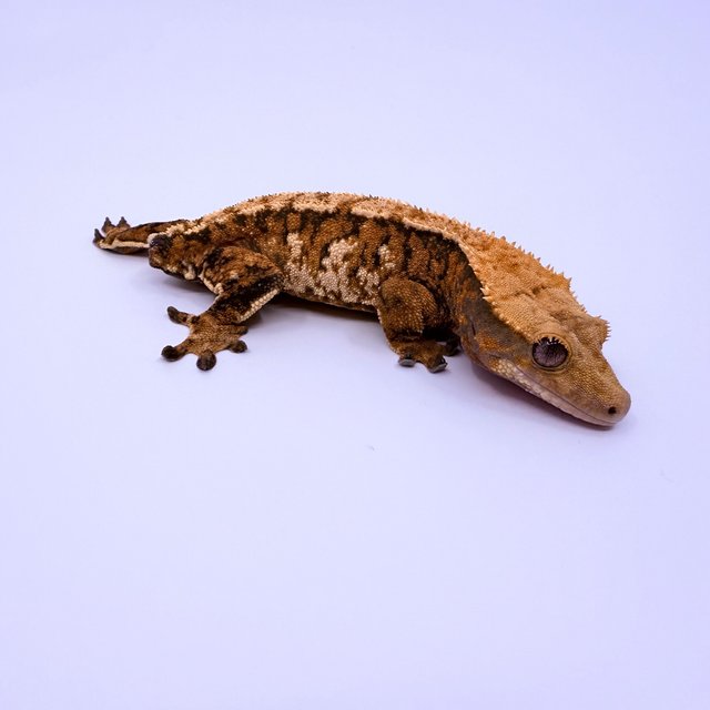 노멀 텐저린 트라이