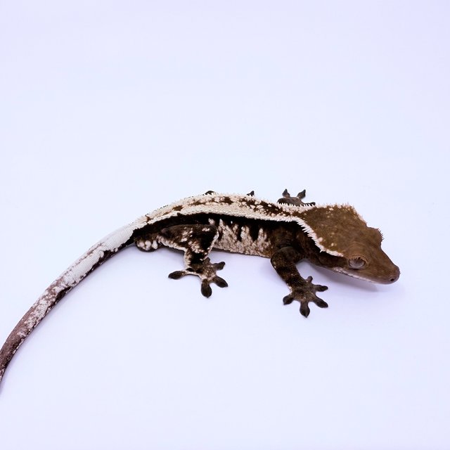 세이블 풀핀 핀스트라이프