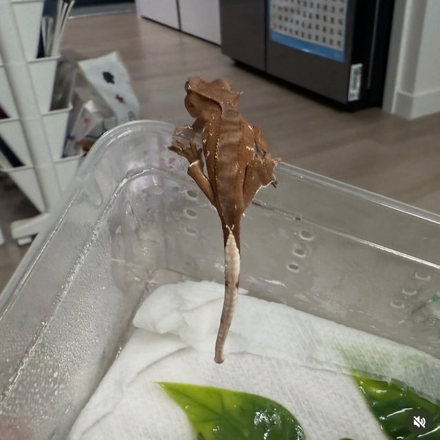 레드 바이 화이트포트홀