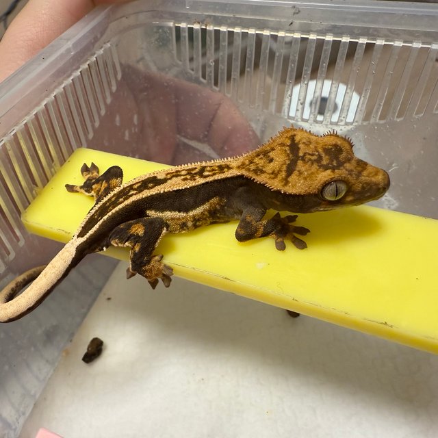 엠티백 핀스트라이프 쿼드