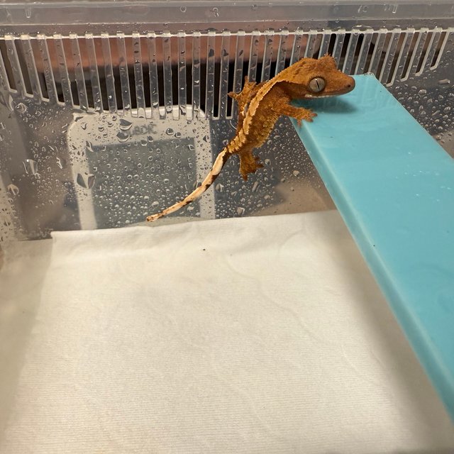 100%헷아잔틱 노멀 트라이