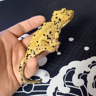 달마시안 슈퍼달마시안 옐로우