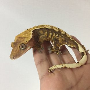 노멀 익스트림할리퀸