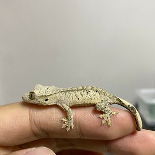 슈퍼달마시안 달마시안