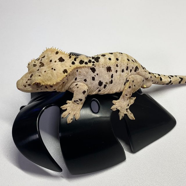 슈퍼달마시안 달마시안