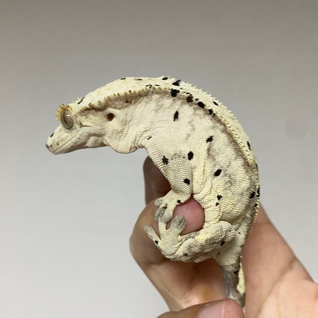 달마시안 슈퍼달마시안 옐로우