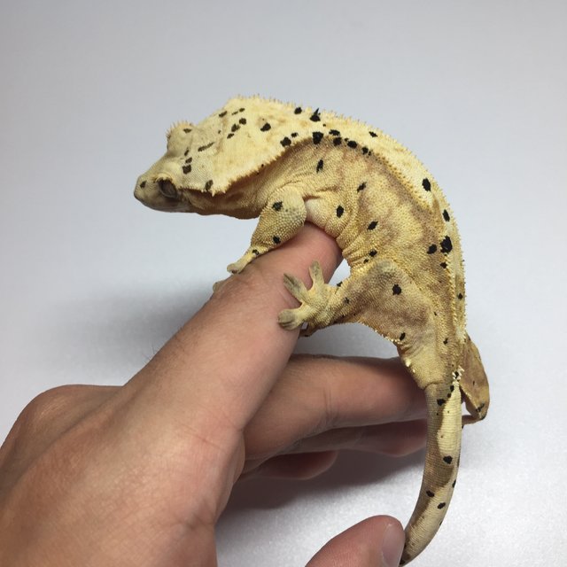 달마시안 슈퍼달마시안 옐로우