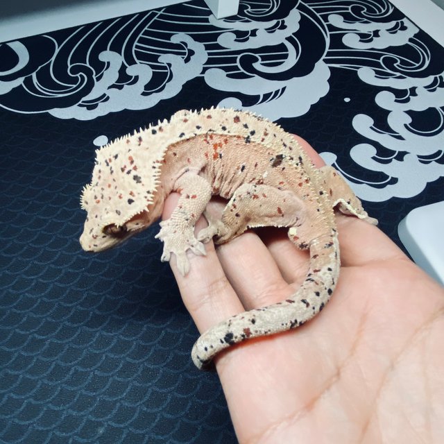 슈퍼달마시안 레드 달마시안