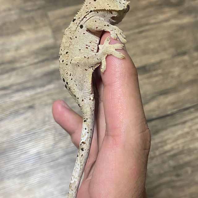 슈퍼달마시안 달마시안 레드