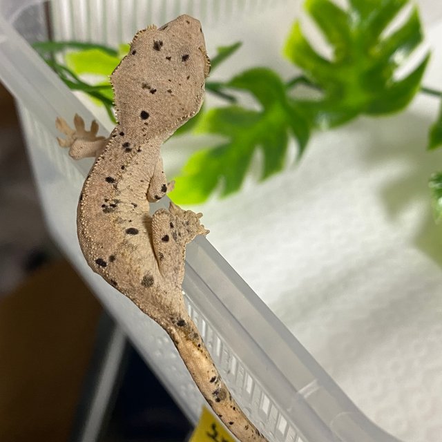 슈퍼달마시안 달마시안