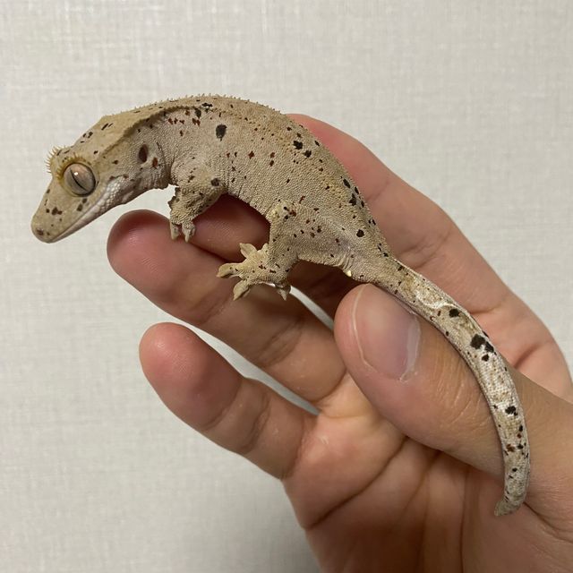 슈퍼달마시안 달마시안 레드