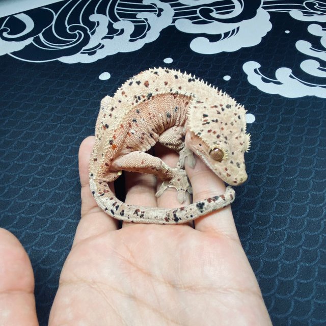 슈퍼달마시안 레드 달마시안