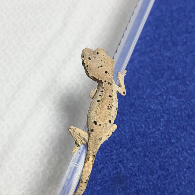 슈퍼달마시안 달마시안