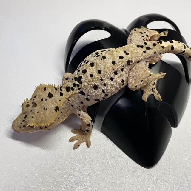 슈퍼달마시안 달마시안