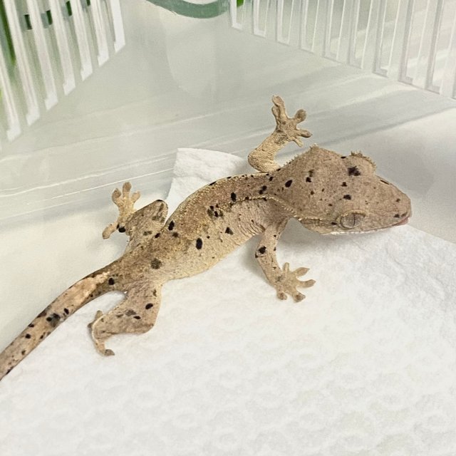 슈퍼달마시안 달마시안