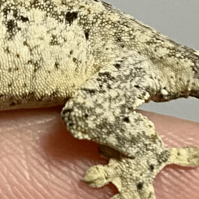 슈퍼달마시안 달마시안