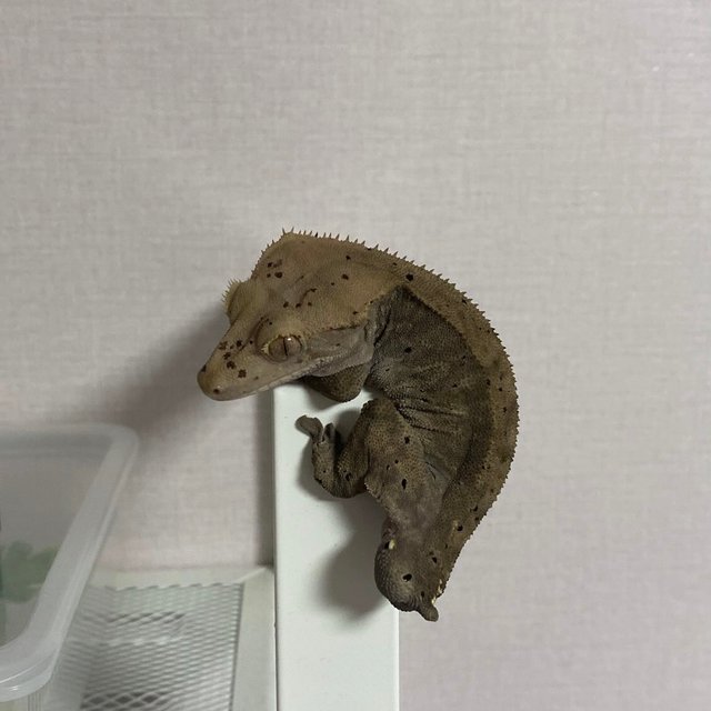 카푸치노 팬텀 달마시안 슈퍼달마시안