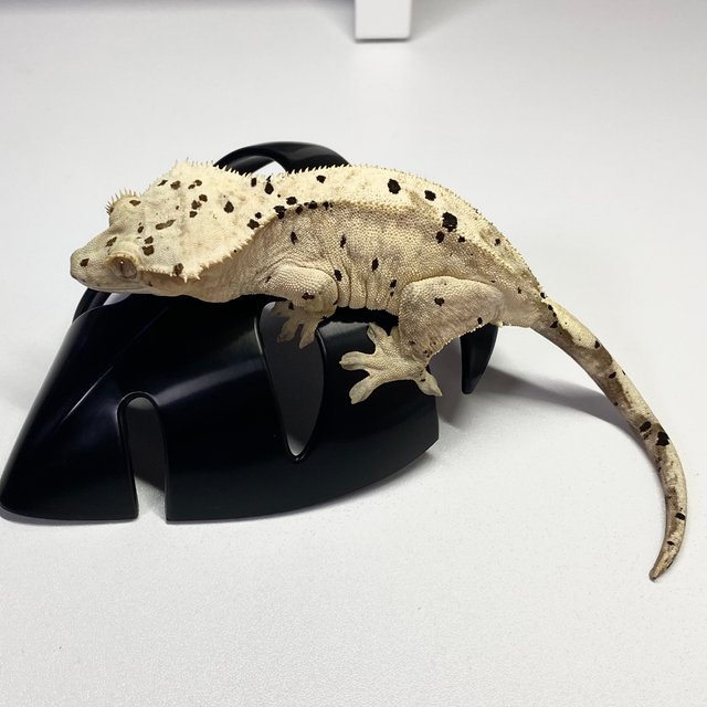 달마시안 슈퍼달마시안 옐로우