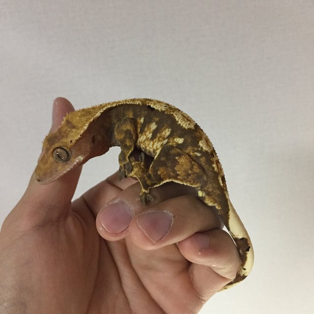 노멀 익스트림할리퀸