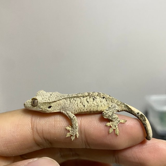 슈퍼달마시안 달마시안