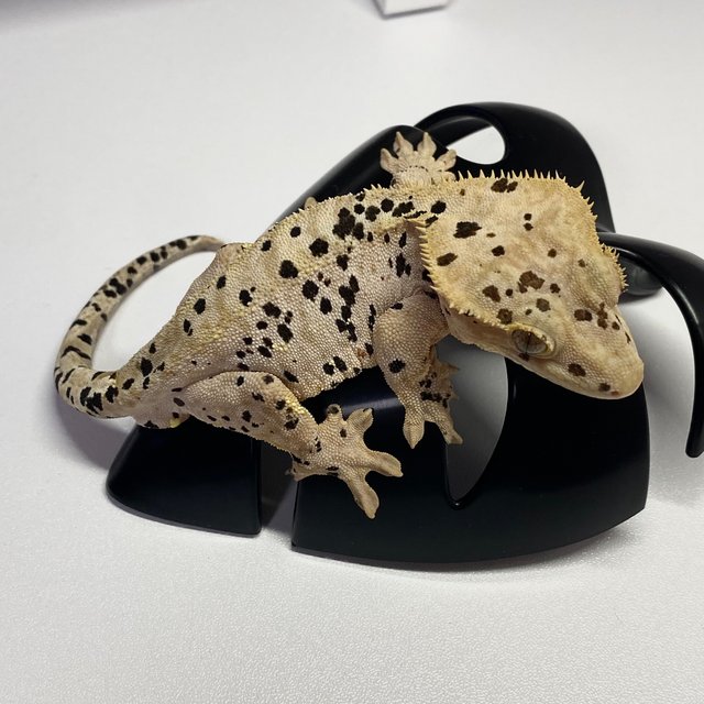 슈퍼달마시안 달마시안