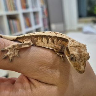 세이블