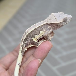 릴리100%헷아잔틱