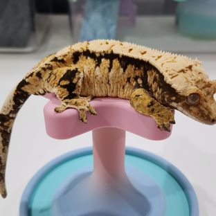 테라