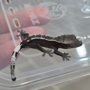 카푸치노 아잔틱