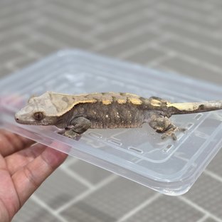 세이블 100%헷아잔틱