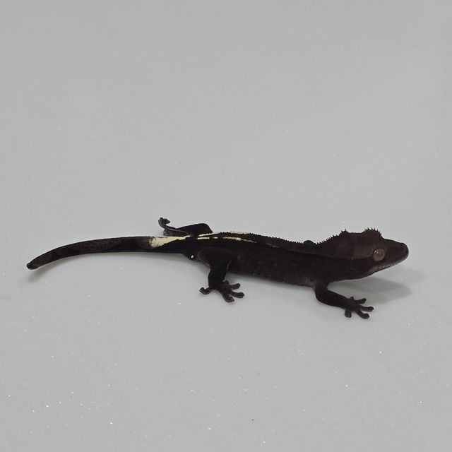 아잔틱